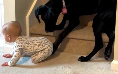 Pas oduševio potezom i spasio dijete, ovako dobru dadilju teško je naći