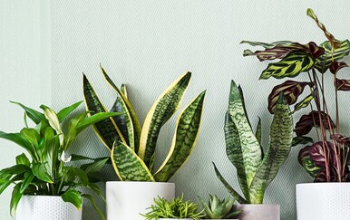 Sobne biljke za koje voda iz slavine nije dobar izbor