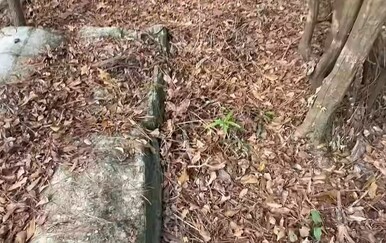 Provjerite imate li oko sokolovo i pokušajte uočiti zmiju