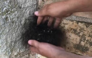 Izgled vara! Dotaknuo čupavo klupko i prestravio milijune gledatelja