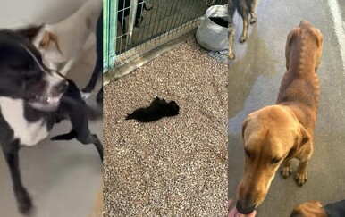 Utvrđene brojne nepravilosti u radu azila As-Eko: Prijete im kazne do šest tisuća eura