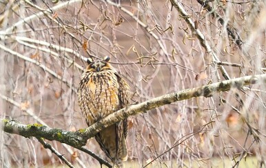 Neobičan prizor usred glavnog grada: Stablo u Zagrebu na kojem živi dvadesetak sova ušara