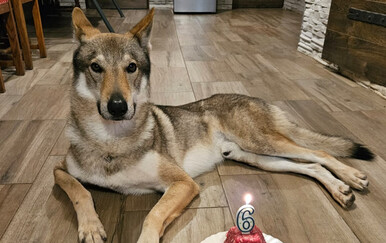 Gotovo dva mjeseca neumorno traže psa Akija, nude i nagradu za pronalazak