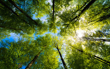 Orao krstaš snimljen na području Žutice u Sisačko-moslavačkoj županiji
