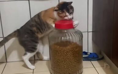 Kakvi genijalci! Njihove mačke imaju rješenje za svaki problem, vlasnici ih uhvatili na djelu