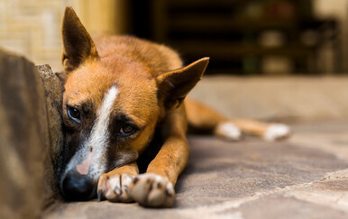 Ubijene stotine pasa lutalica u mjesec dana, vlasti pokrenule istragu: Mještani sumnjaju na jednu stvar
