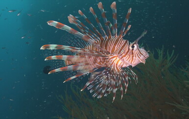 Počeo lov na invazivnu vrstu koja ozbiljno prijeti Jadranu: "Ona ovdje nema neprijatelja, plijen joj je naivan"