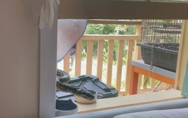 Obitelj doživjela šok kad im se prikrao uljez, provjerite možete li ga spaziti na vrijeme