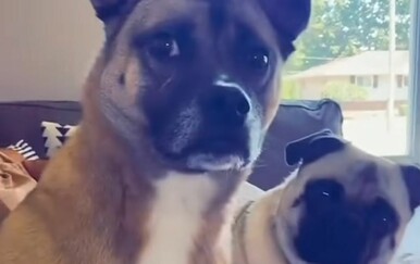 Vlasnici isprovocirali pse i snimili njihove reakcije, snimke su urnebesne