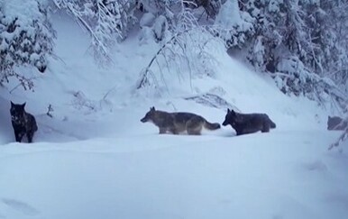 Prizor od kojega zastaje dah: Na Plitvicama snimljen čopor predivnih vukova