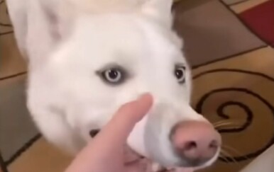 Njihovi psi su prave dobričine, vlasnici se pohvalili dirljivim snimkama