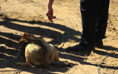 Kazneno prijavljen zbog ubojstva psa u Sisku