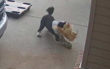 Pas nasrnuo na kokoš, ali ovakav rasplet nitko nije očekivao