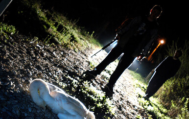 Desetak uginulih labudova kod jezera u Koprivničko- križevačkoj županiji