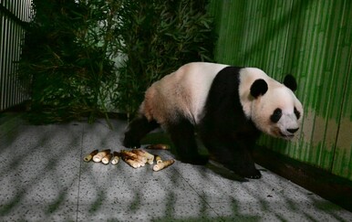 Posljednje pande napustile Japan, odnosi s Kinom na najnižoj točki od 1972.