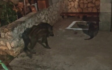 Haraju ulicama, ulaze u dvorišta i uznemiravaju mještane: "Ljudi su u strahu, ne znaju što će više"