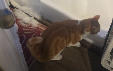 Mačka prvi put vidjela snijeg, njena reakcija raznježila je gledatelje