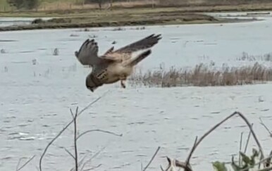 Ptica izazvala nevjerojatan manevar, gledatelji oduševljeni potezom