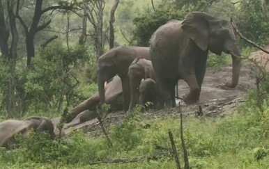 Jeste li znali da slonovi to rade? Uhvatili ih na djelu, snimka oduševila ljubitelje životinja