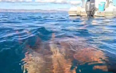 Splićanin uhvatio ogromnu hobtnicu kod Hvara