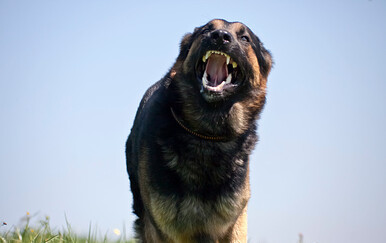 Psi napali ženu i njezina psa u Šibeniku, dvojica muškaraca kazneno prijavljena