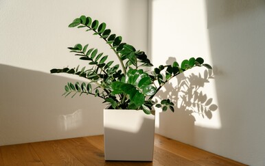 Što kada listovi zamije požute?