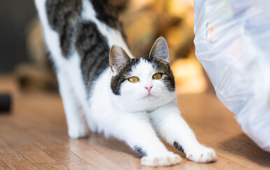 Što znači kada se mačka protegne pred vama