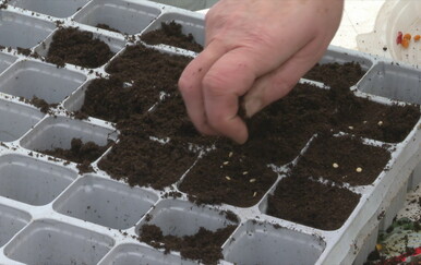 Ulazni troškovi rastu, ali mali proizvođači povrća ne planiraju poskupljenja