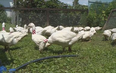 I guske nose crveno-bijeli uzorak (Foto: Dnevnik.hr)