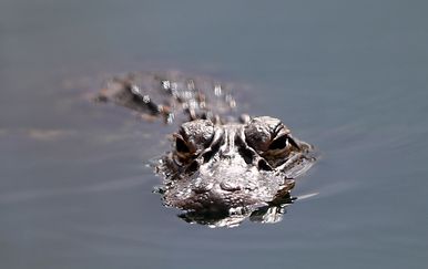 Krokodil, ilustracija (Foto: Getty)