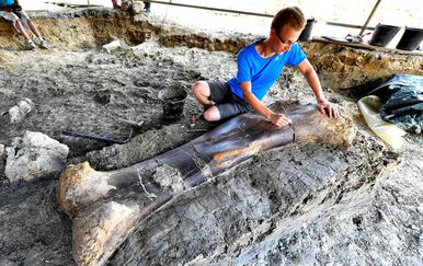 Divovska bedrena kost dinosaura pronađena u Francuskoj (Foto: AFP) - 2
