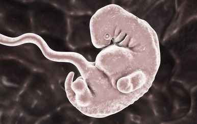 Ljudski embrij, ilustracija