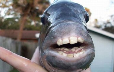 Zubata riba (Foto: sadanduseless.com) - 20