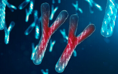 Y kromosom