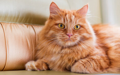 Narančasta mačka