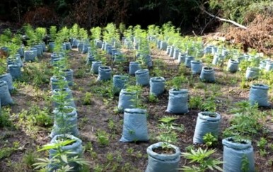 Pali uzgajivači marihuane - 5