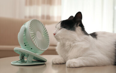 Mačka se hladi ispred ventilatora