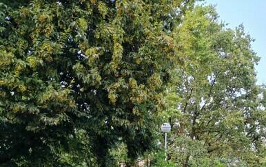 Sopotski dečki uklanjaju stablo - 1