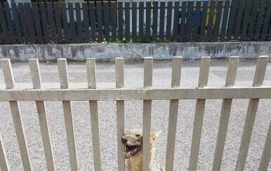 Žedna ženka čaglja - 1