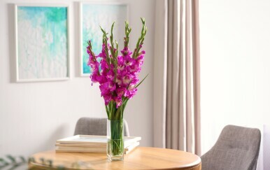 Gladiole