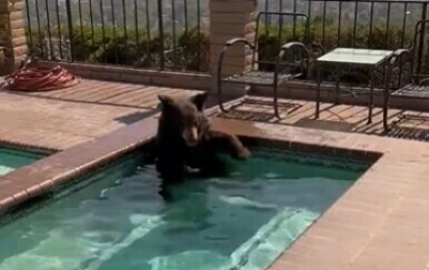 Medvjed u bazenu