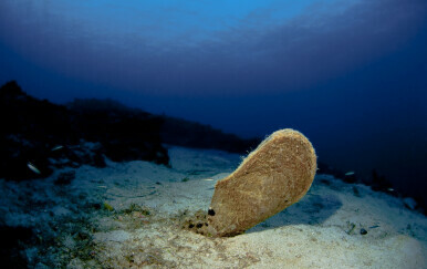 Plemenita periska (Pinna nobilis)