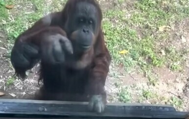 Kakav pametnjaković! Snalažljivi orangutan potezom oduševio posjetitelje ZOO-a