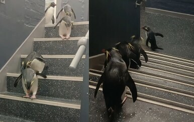 Pingvini silaze niz stepenice