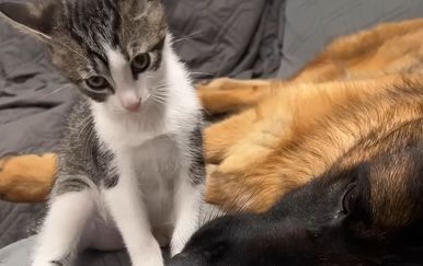 Maca i njemački ovčar najbolji su prijatelji, pogledajte samo ovaj par