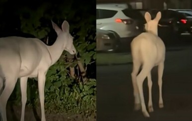 Rijetki albino jelen kako traži hranu
