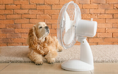 Pas i ventilator
