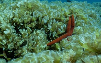 Institut za oceanografiju i ribarstvo: "Ovo je kolaps biološke raznolikosti podmorja"