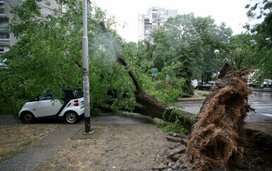 Nevrijeme u Zagrebu: U Travnom ogromno stablo palo na automobile
