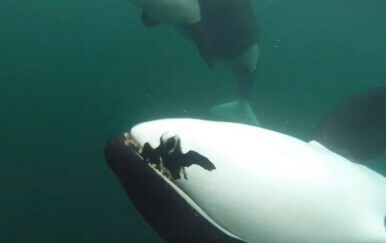 VIDEO Divlje orke snimljene u zapanjujućoj gesti prema ljudima